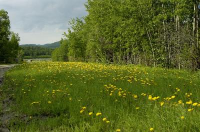 Spring flowers