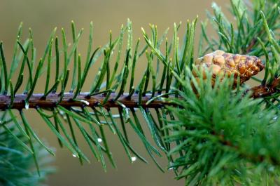 Pine Cone