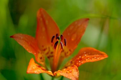Wild Lilly