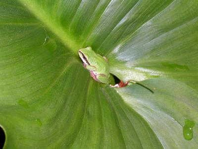 Frog on leaf.jpg