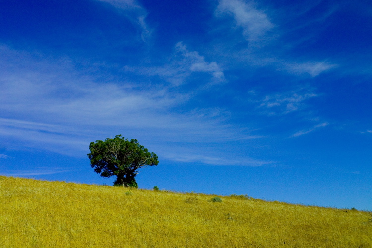 Lonetree