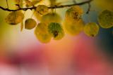 Bug bites and Bokeh