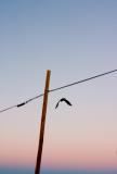 Raven at dawn