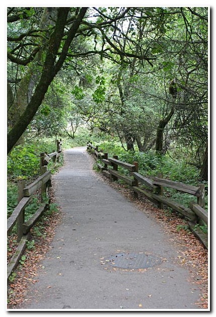 Muir Woods, Mill Valley, California