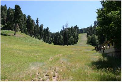 Grassy Meadow