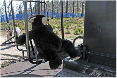 There's Bears on Mt. Lemmon