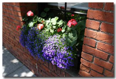 Window Gardening Near the Tower