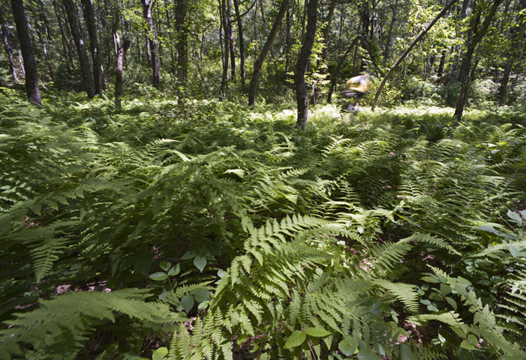 Trail of Tears : Fern Valley