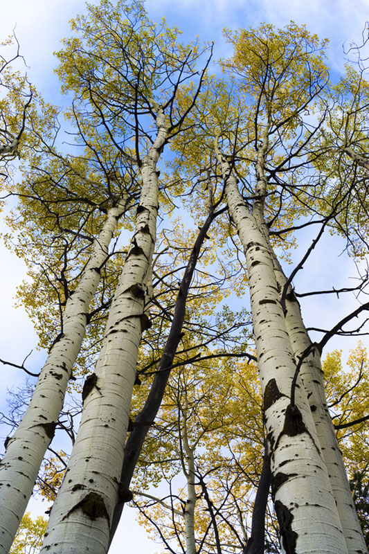 Wyoming Aspens and Sky