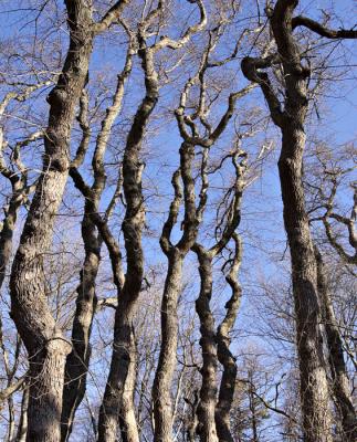 Eastham Red Maple Swamp