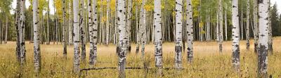 Aspens Wyoming