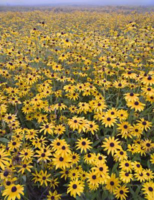 Black Eye Susan Centerville