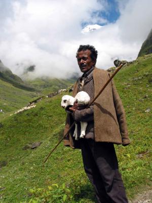 Himalayan Shepherd.jpg