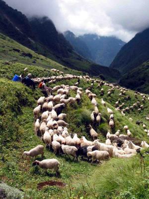 Sheep descending.jpg
