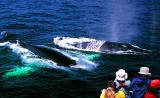 Whalewatching 4481.jpg