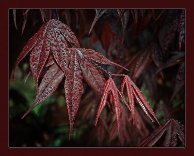 Acer after the rain