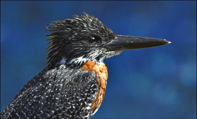 Giant Kingfisher 2