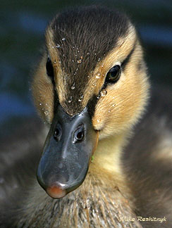 Graduate, Class Of Spring 2005 - Duckling