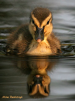 Mirror Mirror On The Water - Duckling