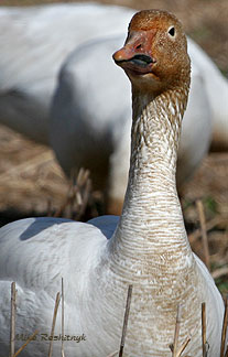 Certified Mud Miner - Greater Snow Goose