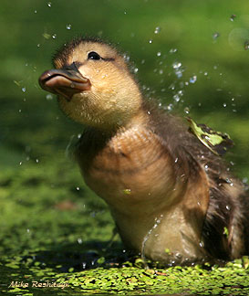 Automated Duckling Sprinkling Device
