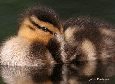 Nuzzled Under Fledgling Wing Just Like Mom