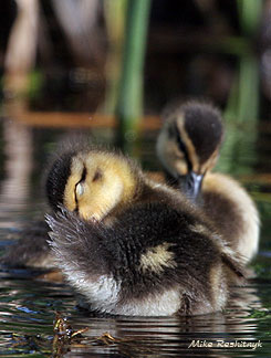 Tranquility