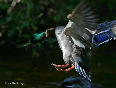 2005 World Aquatic Championship Duck-Style