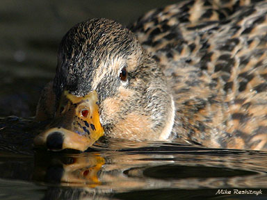 Skimming The Surface