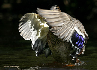 Phantom Duck Of The Opera