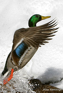 ICBM - Intercontinental Canard Ballistic Mallard