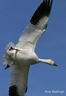 Greater Snow Goose Aerial Ballet