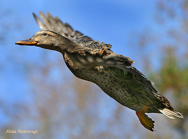 Mallard On The Move