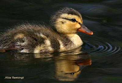 Reflecting On Her New Life - Duckling