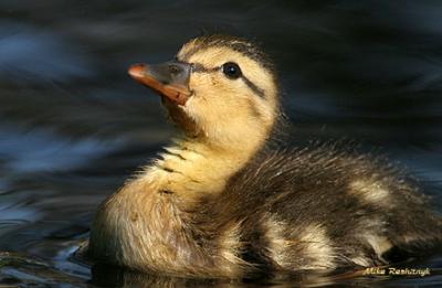 Someday, I Too Will Fly - Duckling