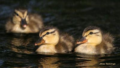 Eyeing The Photog - Ducklings