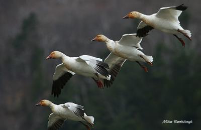 Snow Geese Doing A Swan Dive!