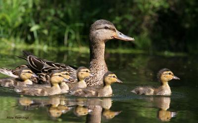 Playing Leader Of The Pack