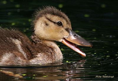 This New Beak Is Really Growing