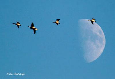Mooning The Snow Geese In A Late Afternoon Golden Light