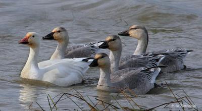Proud Parent With 4-Month-Old Gosslings - Greater Snow Goose - Montmagny