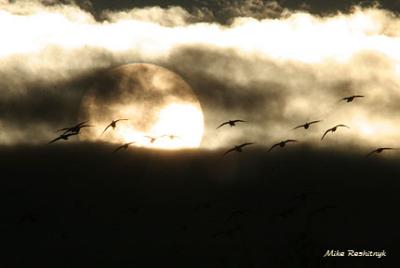Ducks, Canada and Greater Snow Geese Depart At The Break Of Dawn For Their Feeding Grounds