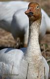 Certified Mud Miner - Greater Snow Goose