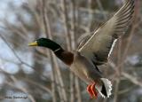 Mallard Playing Match the Colour