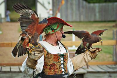 Falcons Feeding