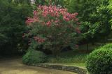 Back Yard Bush