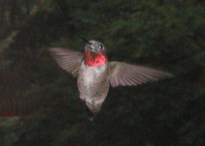 MALE HUMMER