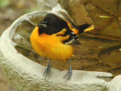 MALE ORIOLE 1