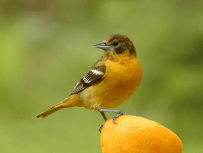 FEMALE ORIOLE 2