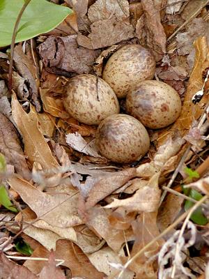 Woodcock Nest